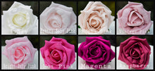 Load image into Gallery viewer, Crystal brooch wrist corsage with Pearls &amp; Foam roses by Crystal wedding uk
